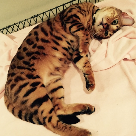 Maize - Picture 1 of 1